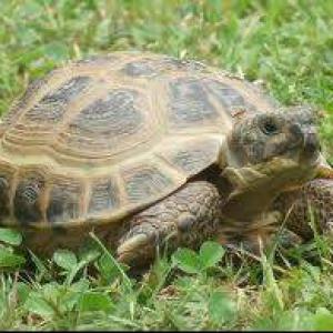 tortuga perdida en el Clot del Galvany