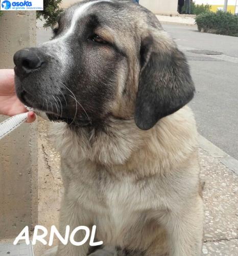 Arnol