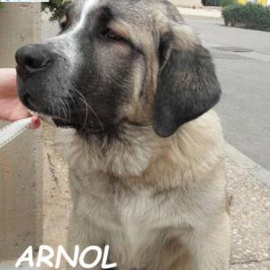 Arnol