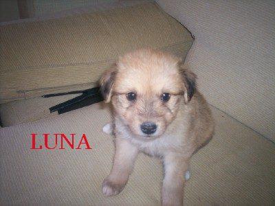 Luna ( cachorro )