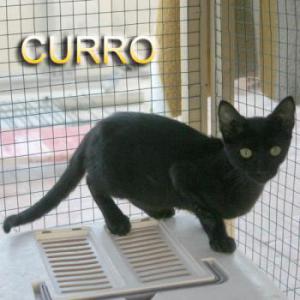 Curro
