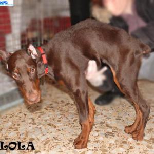  Lola5 