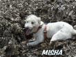 MISHA ( ENA )