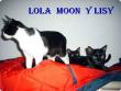 LOLA , MOON Y  LISY