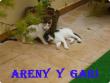 ARENY  Y  GARY