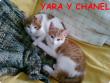 Yara y Chanel