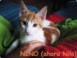 Nino (ahora Nilo) en su nuevo hogar en Elche
