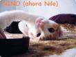 Nino (ahora Nilo) en su nuevo hogar en Elche