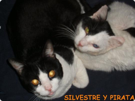 Silvestre y Pirata (acogido)