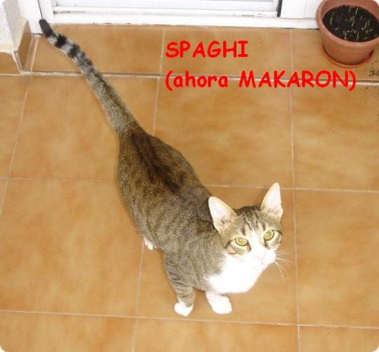 Noticias de Spaghi (ahora Makaron)