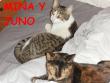 Mina y Juno son dos princesitas en su hogar!!!