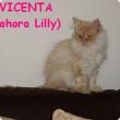 Vicenta (ahora Lilly)