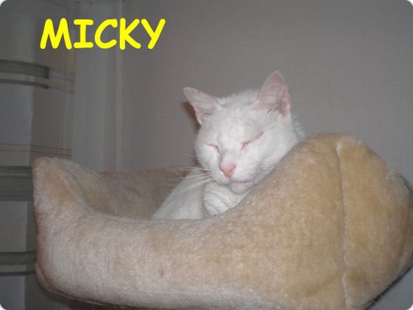 Micky feliz en su nuevo hogar!!