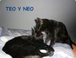 Teo y Neo