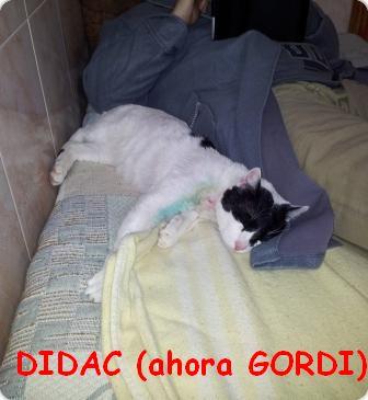 Didac, ahora Gordi, super bien adaptado en su nuevo hogar!!!