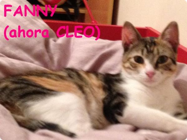 Fanny (ahora Cleo)
