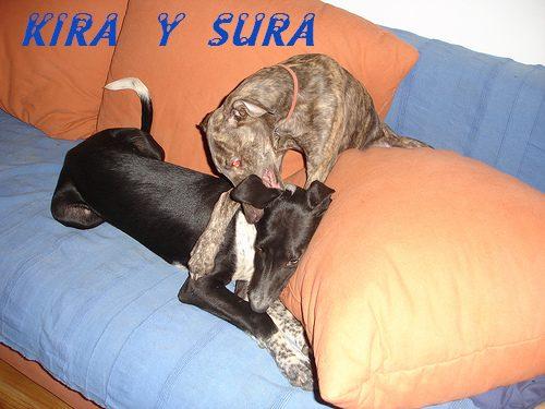 KIRA  Y  SURA