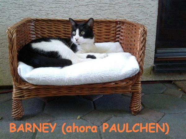 Barney (ahora Paulchen)