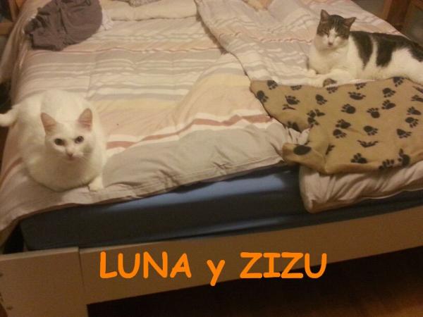 Luna y Zizu (Orihuela)