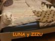 Luna y Zizu (Orihuela)