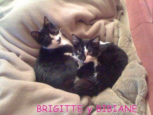 Brigitte y Bibiane