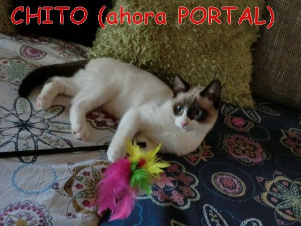 Chito, ahora Portal