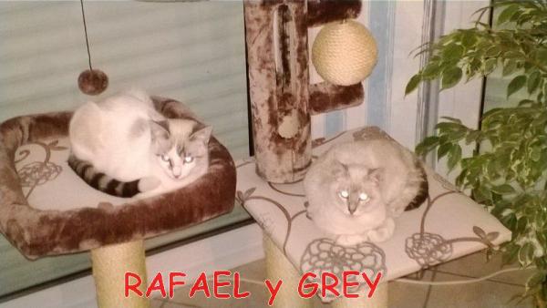 RAFAEL Y GREY