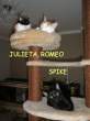Romeo, Julieta y Spike