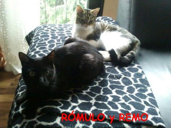 Rmulo y Remo